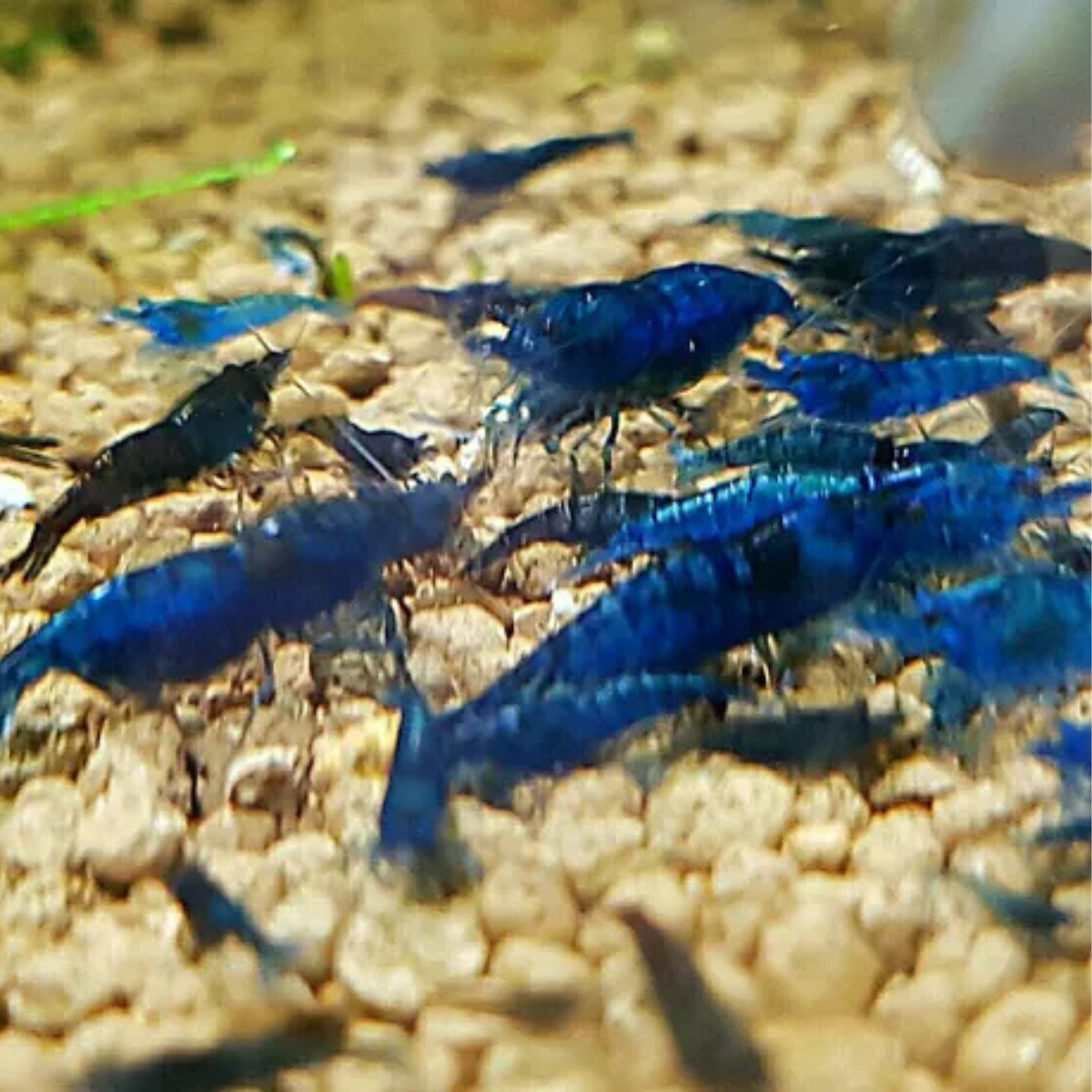 Neocaridina Blue Diamond