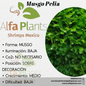 Musgo Pelia