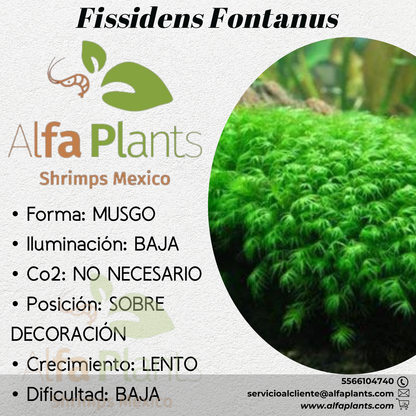 Fissidens Fontanus