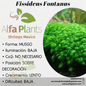 Fissidens Fontanus