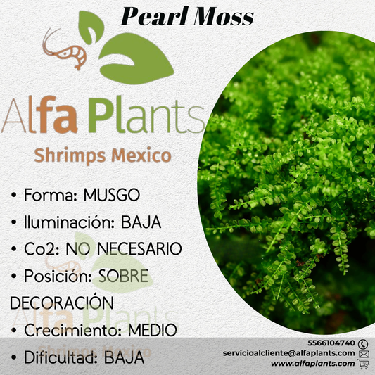 Musgo Pearl