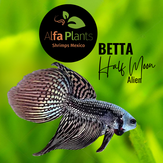 Pez Betta Half Moon Alien Macho