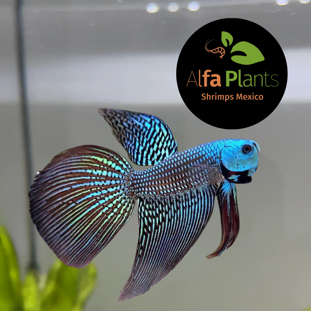 Pez Betta Half Moon Alien Macho