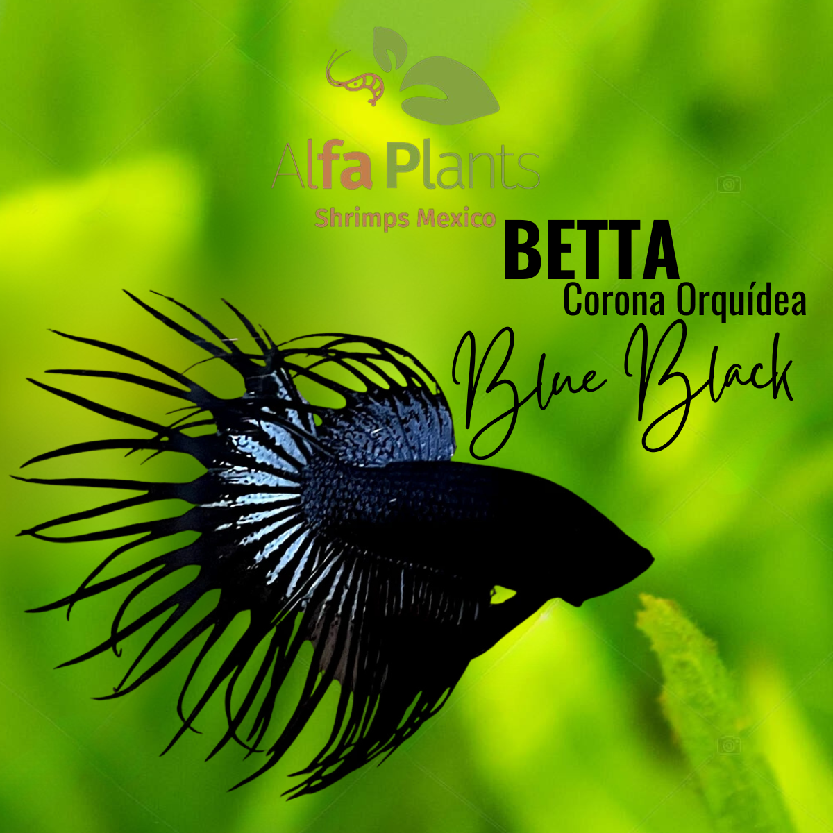 Pez Betta Corona Orquídea Blue Black