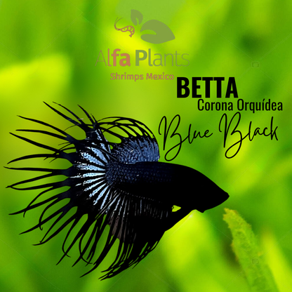 Pez Betta Corona Orquídea Blue Black