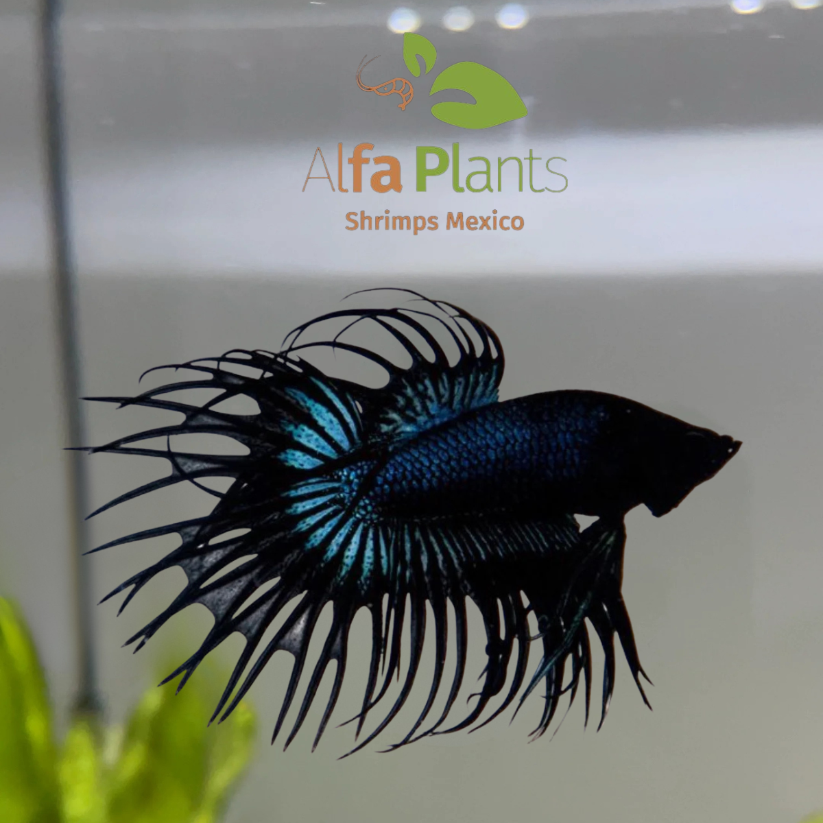 Pez Betta Corona Orquídea Blue Black