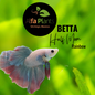 Pez Betta Half Moon Rainbow Macho