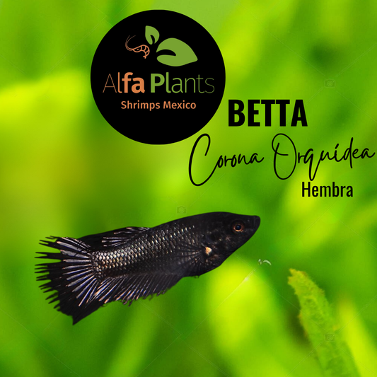 Pez Betta Corona Orquídea Negro Hembra