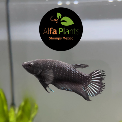 Pez Betta Corona Orquídea Negro Hembra