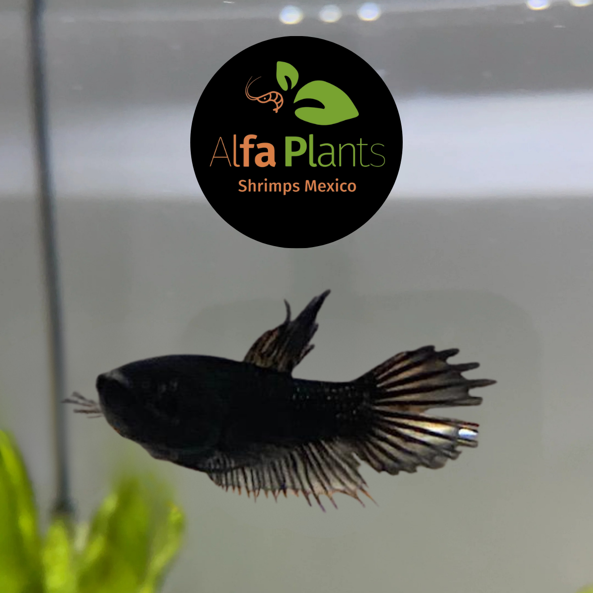 Pez Betta Corona Orquídea Negro Hembra