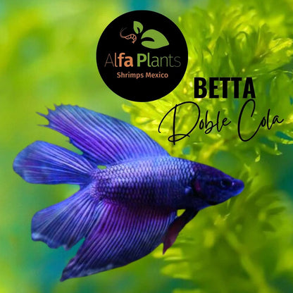 Pez Betta doble cola