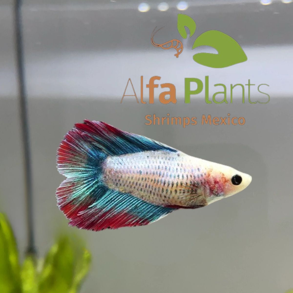 Pez Betta doble cola