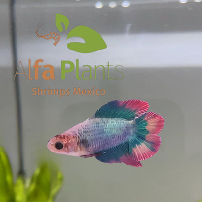 Pez Betta doble cola