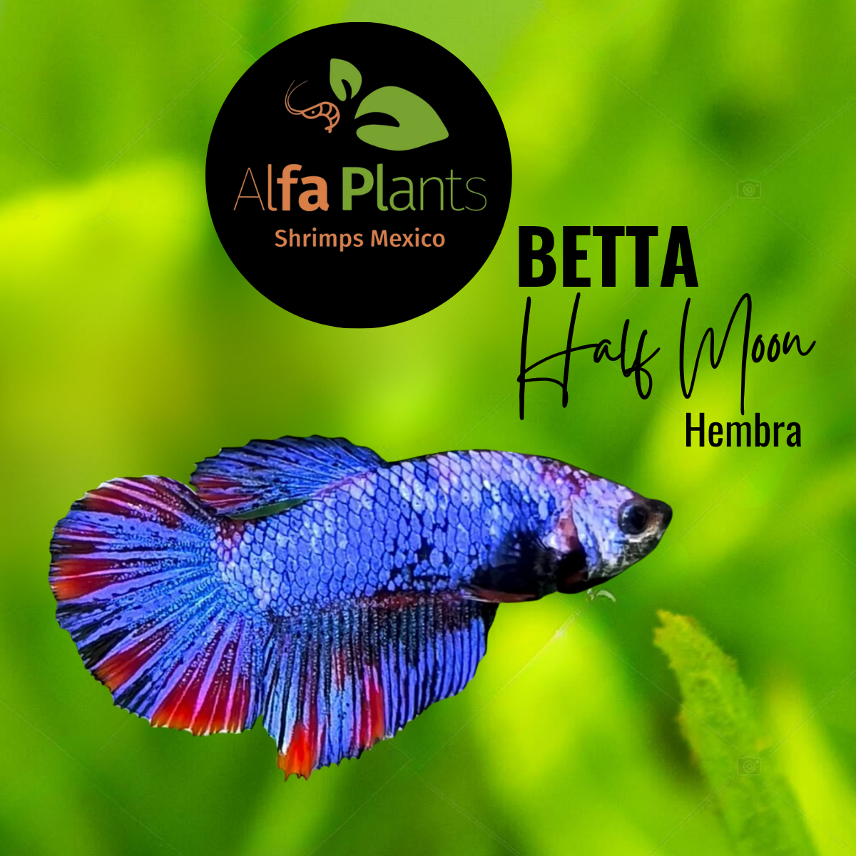 Pez Betta Half Moon Hembra