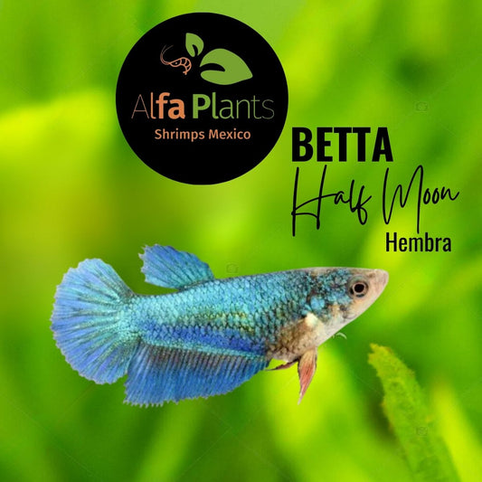 Pez Betta Half Moon Hembra