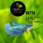 Pez Betta Half Moon Hembra