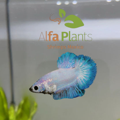 Pez Betta Half Moon Hembra