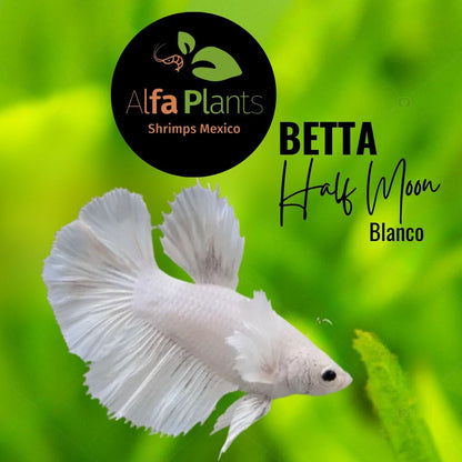 Pez Betta Half Moon Blanco hembra