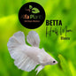 Pez Betta Half Moon Blanco hembra