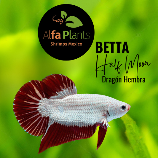 Pez Betta Dragón Hembra
