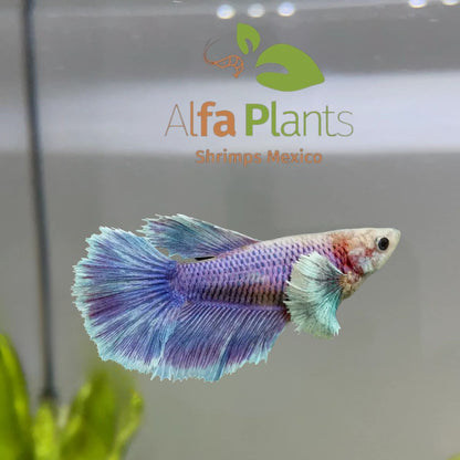 Pez Betta Half Moon Dumbo Hembra