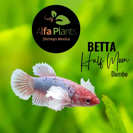 Pez Betta Half Moon Dumbo Hembra