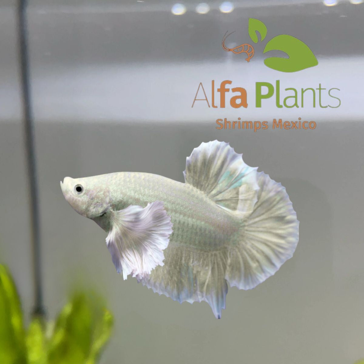 Pez Betta Half Moon Dumbo Hembra