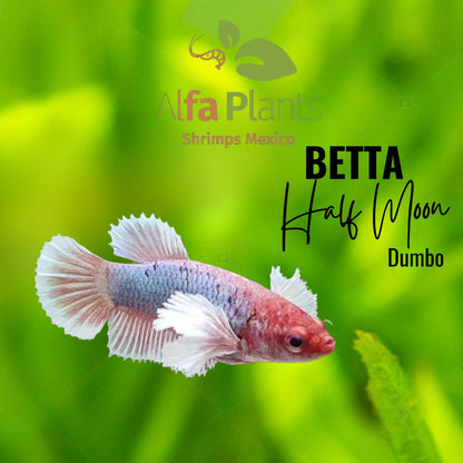 Pez Betta Half Moon Dumbo Hembra