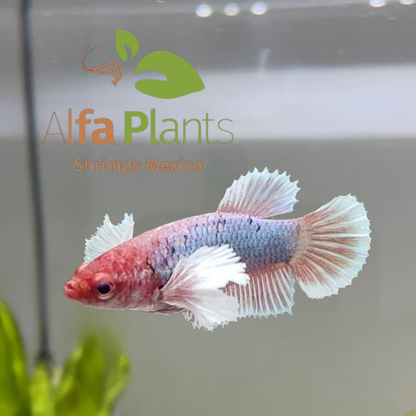 Pez Betta Half Moon Dumbo Hembra