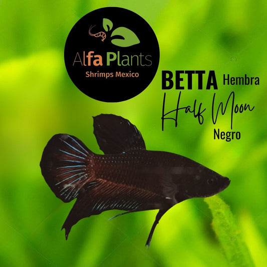 Pez Betta Hembra Half Moon Negro