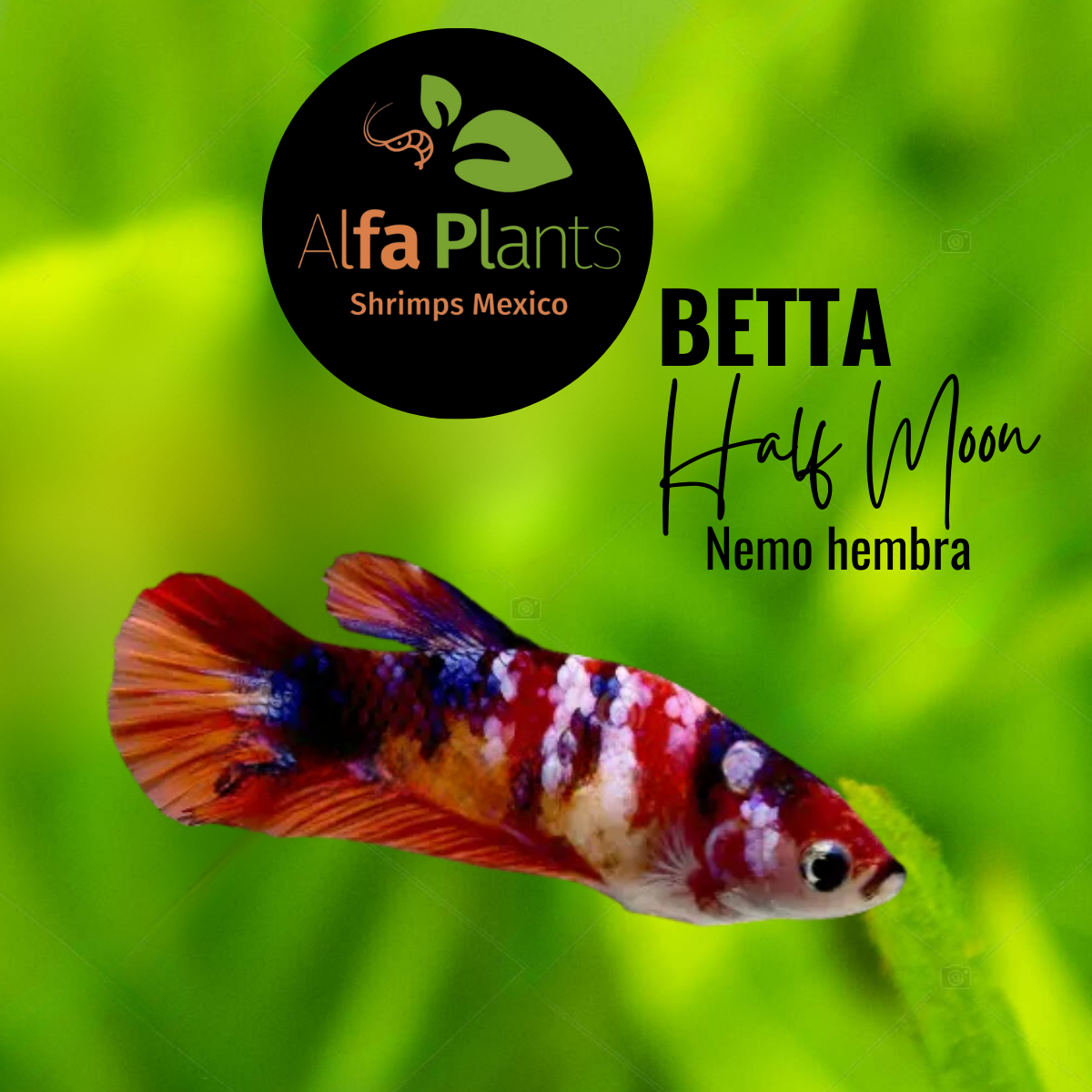 Pez Betta Half Moon Nemo Hembra