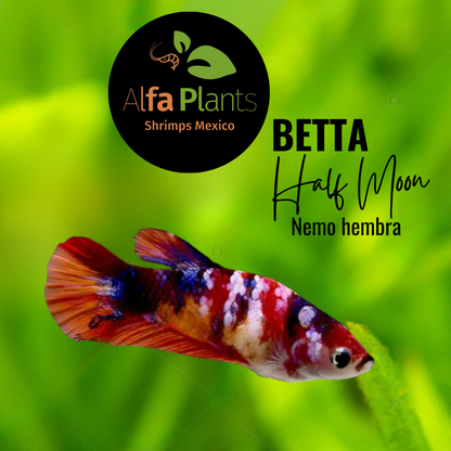 Pez Betta Half Moon Nemo Hembra