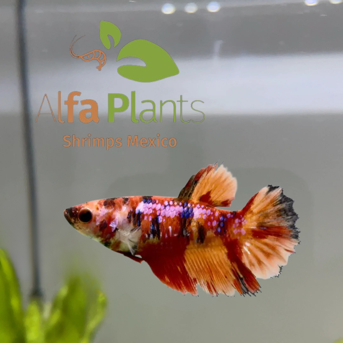Pez Betta Half Moon Nemo Hembra