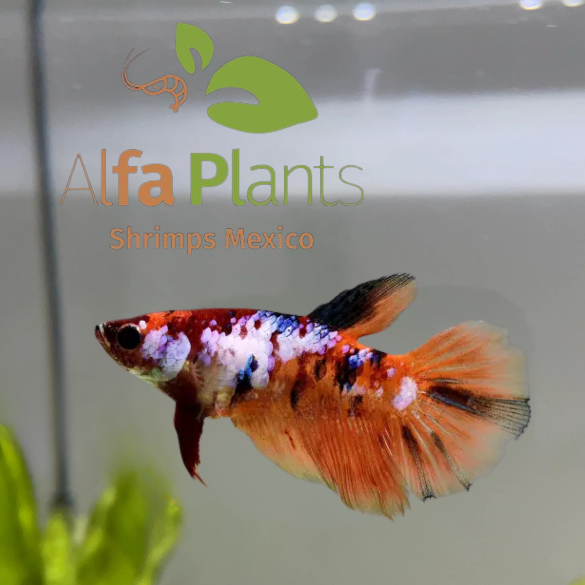 Pez Betta Half Moon Nemo Hembra