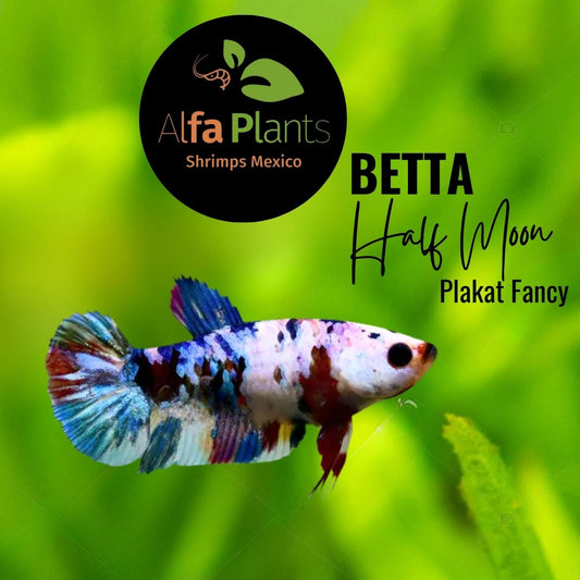 Pez Betta Half Moon Plakat Fancy