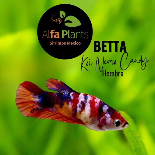 Pez Betta Koi Nemo Candy Hembra