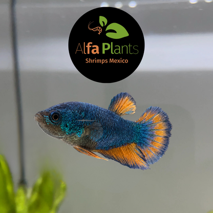 Pez Betta Plakat Blue Mustard Hembra