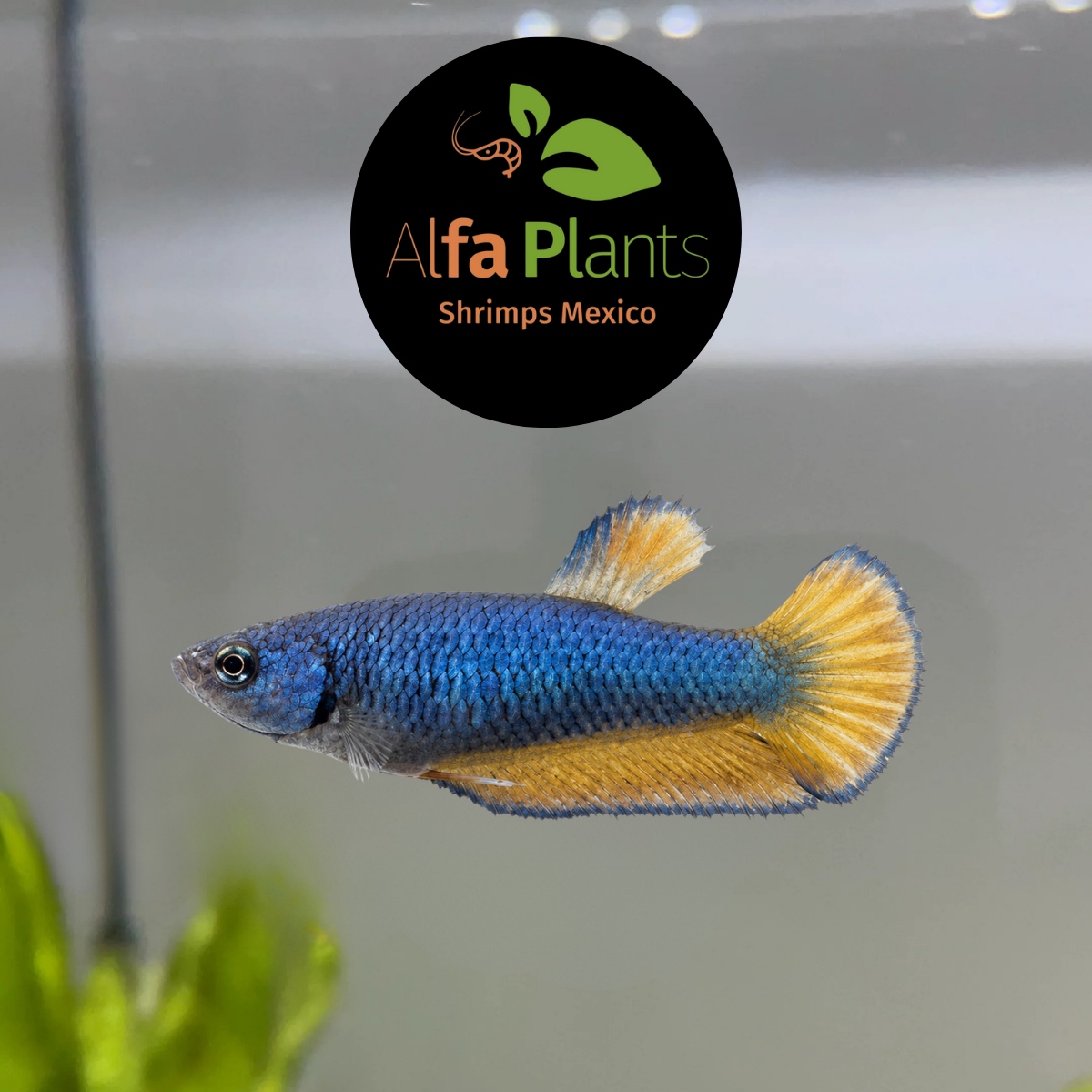 Pez Betta Plakat Blue Mustard Hembra