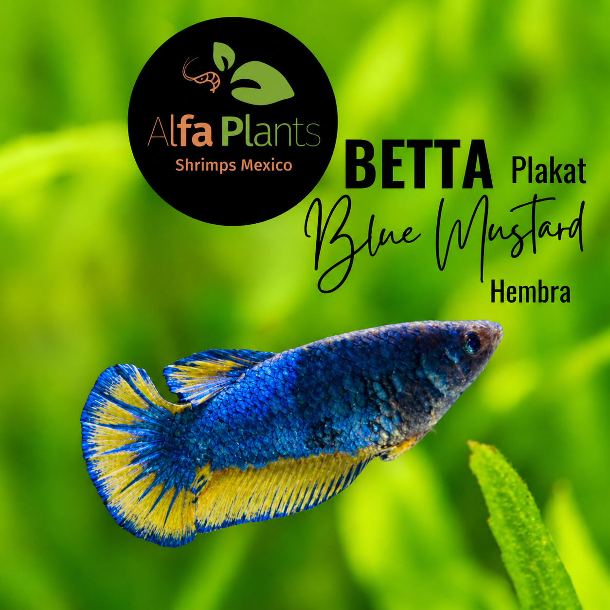 Pez Betta Plakat Blue Mustard Hembra