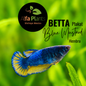 Pez Betta Plakat Blue Mustard Hembra