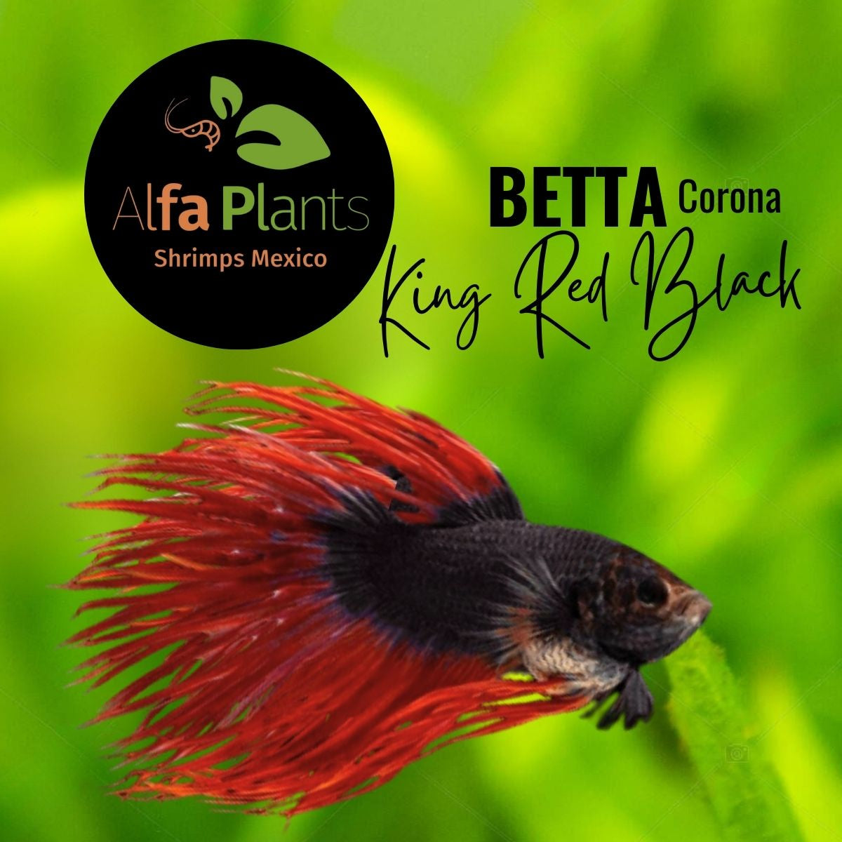 Pez Betta Corona King Red Black