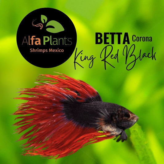 Pez Betta Corona King Red Black
