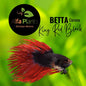 Pez Betta Corona King Red Black