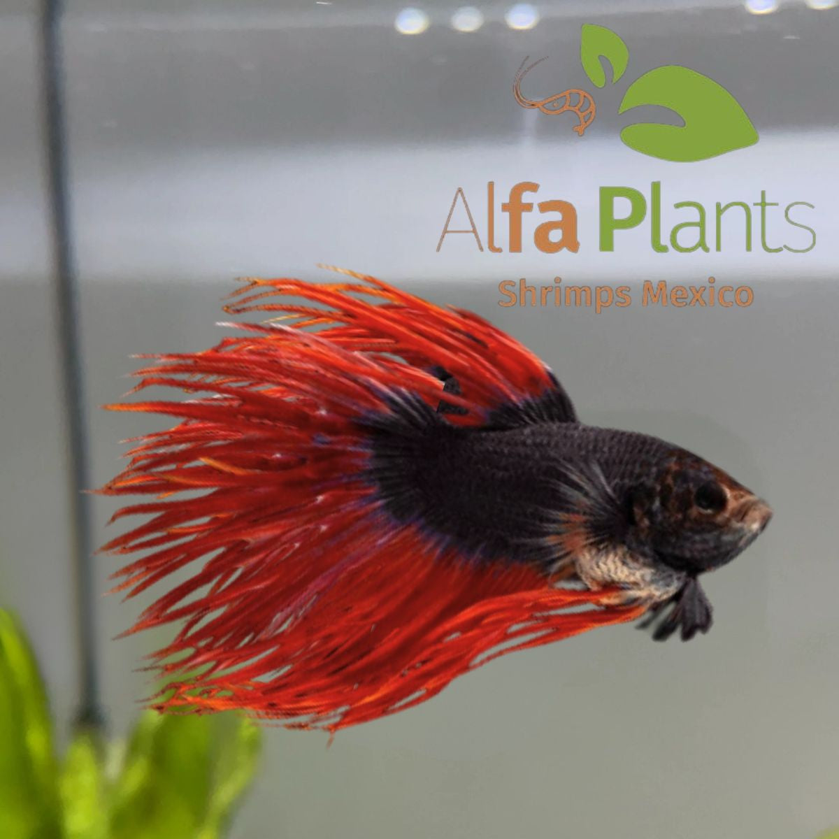 Pez Betta Corona King Red Black