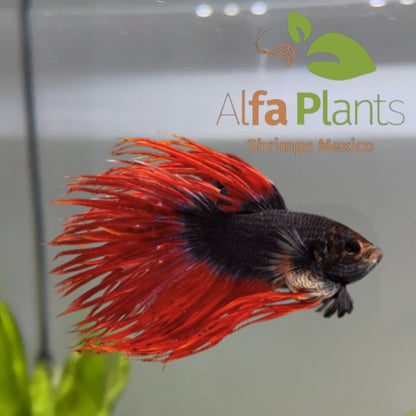 Pez Betta Corona King Red Black