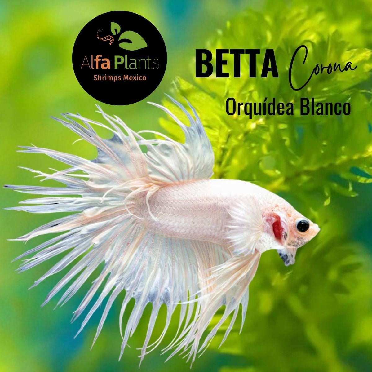 Pez Betta Corona Orquídea Blanco