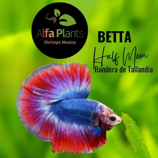 Pez Betta Half Moon Bandera de Tailandia