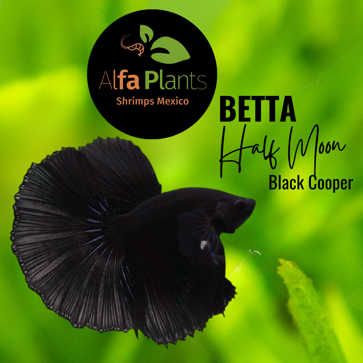 Pez Betta Half Moon Black Cooper Macho