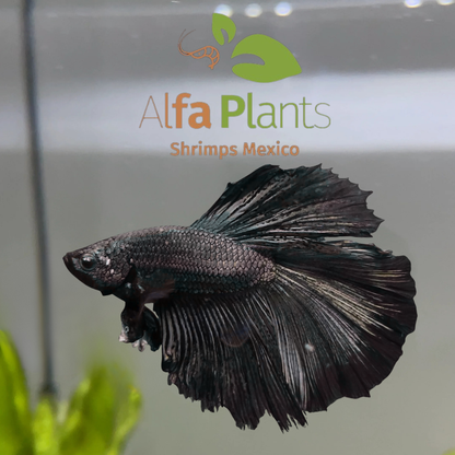 Pez Betta Half Moon Black Cooper Macho