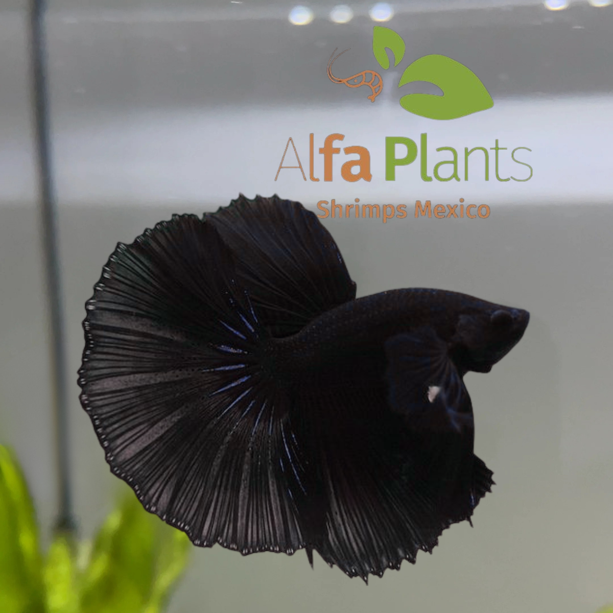 Pez Betta Half Moon Black Cooper Macho